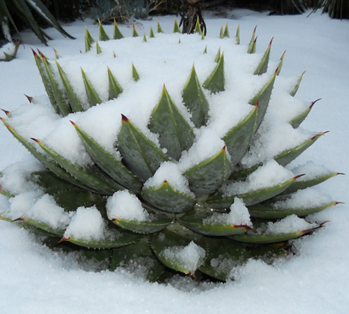"Aloe Polyphylla - köldhärdig till -12grader